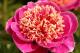 Paeonia `Gutrune` SPRING-gutrune-6-thumb