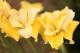 Iris sibirica `Hello Yellow-helloyellow-2_7654303075-thumb