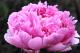 Paeonia `Hermione` SPRING-hermione-1_7828950384-thumb