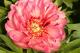 Paeonia   Hillary -hillary-3-thumb