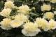 Paeonia `Honey Gold` PAVASARIS-honeygold-26_4624987124-thumb