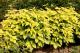 Paeonia `Golden Angel` -img_0028-thumb