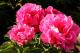 Paeonia `Paula Fay` -img_0043-thumb