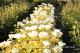 Paeonia `Golden Angel` -img_98201-thumb