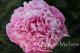 Paeonia`Jadwiga` SOLD OUT-jadwiga-1-thumb