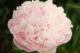 Paeonia `Junior Miss` SOLD OUT-junior-miss-11-thumb