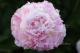 Paeonia `Junior Miss` SOLD OUT-junior-miss-6-thumb