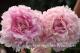 Paeonia `Klehm`s Pink Unknown` PAVASARIS-klehms-pink-u-10_3893748994-thumb