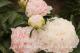 Paeonia `Klehm`s Pink Unknown` PAVASARIS-klehms-pink-unknow-1_4050788274-thumb