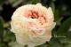 Paeonia `Lancaster Imp` -lancaster-imp-2-thumb