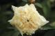 Paeonia `Lancaster Imp` -lancaster-imp-41-thumb