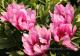 Paeonia `Little Darlin` SPRING-little-darlin-12_9856515119-thumb