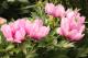 Paeonia `Little Darlin` SPRING-little-darlin-24-thumb