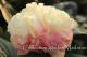 Paeonia `Lois`Choice` -lois-choice-6-thumb