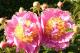 Paeonia `Lois E Klehm` SOLD OUT-louise-e.klehm-thumb
