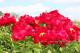 Paeonia `Mackinac Grand` SOLD OUT-mackinac-grand-7-thumb