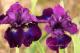 Iris sibirica `Magnum Bordeaux`-magnumbordeaux-1-thumb