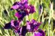 Iris sibirica `Magnum Bordeaux`-magnumbordeaux-2-thumb