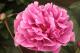 Paeonia `Mammoth Rose` SOLD OUT-mammoth-rose-thumb