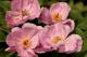 Paeonia `May Lilac` -may-lilac-15_2394448450-thumb