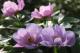 Paeonia `May Lilac` -may-lilac-9-thumb