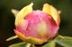 Paeonia `Mellenes Pienā` SOLD OUT-mellenes-pienā-91-thumb