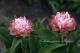 Paeonia `Mini Love` SOLD OUT-mini-love-6_6419530140-thumb