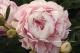 Paeonia  Mrs. Franklin D. Roosevelt`-mrs-franklin-d-roosevelt-3_1417538465-thumb