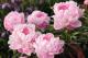 Paeonia  Mrs. Franklin D. Roosevelt`-mrs.-franklin-d.-roosevelt-6-thumb