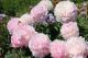 Paeonia `Myrtle Gentry ` SOLD OUT-myrtle-gentry-1-thumb