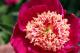 Paeonia `Ole Red` SOLD OUT-ole-red-1_5236060784-thumb