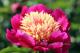 Paeonia `Ole Red` SOLD OUT-ole-red-1_6505075356-thumb