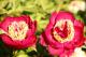 Paeonia `Ole Red` SOLD OUT-ole-red-4-thumb