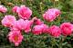 Paeonia `Paula Fay` -paula-fay-10-thumb