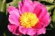 Paeonia `Pehrson’s Violet Frisbee`-pehrsons-violet-fresbee-2-thumb