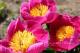 Paeonia `Pehrson’s Violet Frisbee`-persons-violet-frisbee-3_7030477571-thumb