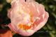 Paeonia `Pink Delight` SOLD OUT-pink-delight-1-thumb