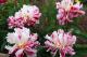 Paeonia `Pink Spinners`-pink-spinners1-3-thumb