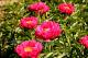 Paeonia `Raspberry Charm` PAVASARIS-raspberry-charm-1_6740262519-thumb