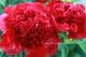 Paeonia `Red Charm`-red-charm-8_6900118611-thumb