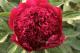 Paeonia `Red Charm`-red-charm_6836833877-thumb