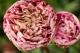 Paeonia `Rosa Knospe` SOLD OUT-rosa-knospe-28-thumb