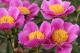 Paeonia `Pehrson’s Violet Frisbee`-rpv-frisbee-4_2582827638-thumb