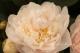 Paeonia `Sandra Marie`-sandra-marie_9689718508-thumb