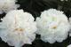 Paeonia `Serene Pastel` -serene-pastel-19-thumb
