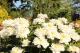 Paeonia `Serene Pastel` -serene-pastel-2-thumb