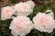 Paeonia `Serene Pastel` -serene-pastel-4_6902882693-thumb