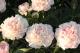 Paeonia `Serene Pastel` -serene-pastel-5_5191721757-thumb