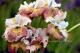 Iris sibirica `Sugar Rush`-shugar-rush-1-thumb