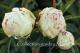Paeonia `Solange` SOLD OUT-solange-28_5120342898-thumb
